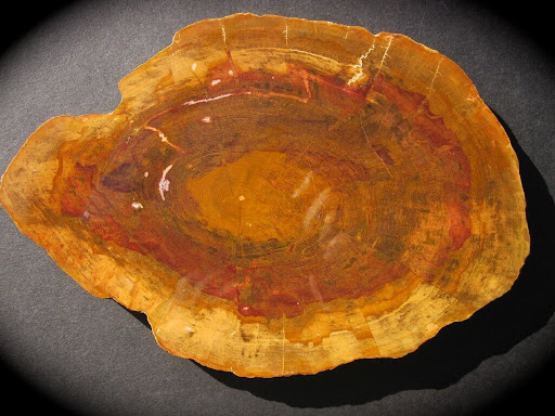 Petrified Wood Chinchilla QLD